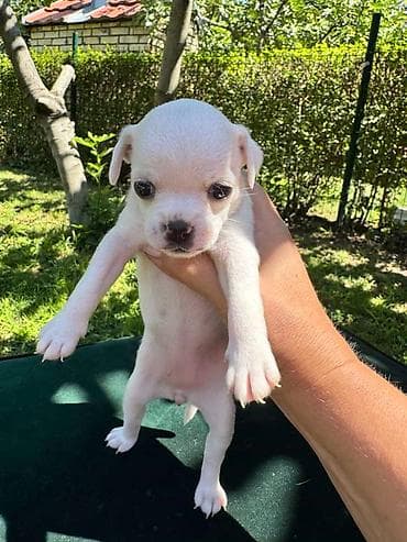 tigrasti cane corso: Čivava štene prelepa Civava Chihuahua apple head Kratkodlake čivave — 3