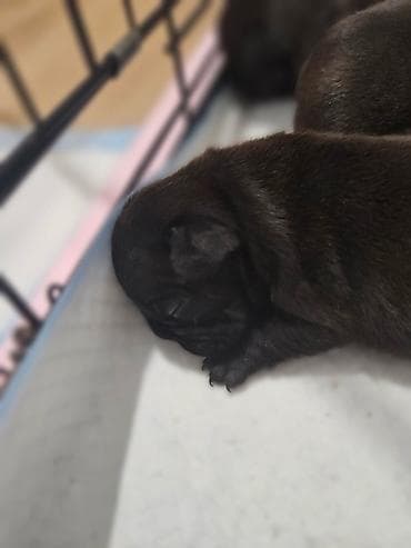 slike haskija: Štenci – kratkonosa rasa malog rasta (tip buldog/mops). Leglo više — 8