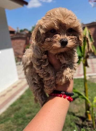 tata vidi prase: Maltipoo bebe Registrovana odgajivacnica Hopy queen pudle predstavlja — 7
