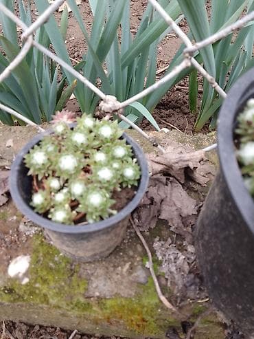 fotelje za terasu: Sukulenti u saksijama – više vrsta - Sedum (različite sorte) — 8