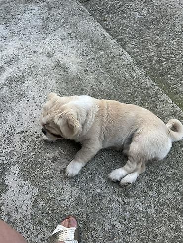 mini maltezer mali psi za stan na poklon: Rasa: mali pas tipa pekinezer (kratka njuška, okrugla glava, spuštene — 1