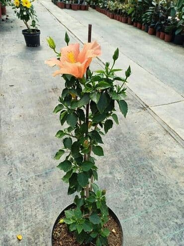 uradi sam boja za tekstil: Hibiskus vise boja po super ceni — 8
