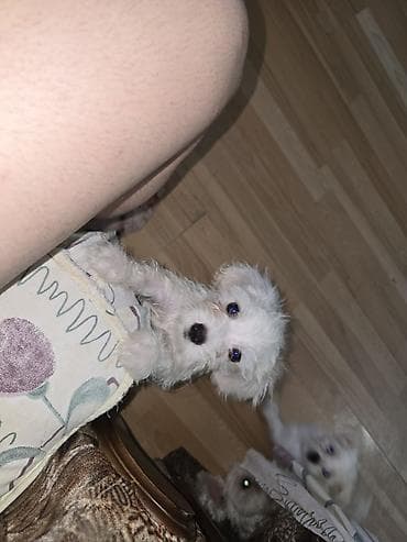 drveni kavezi za ptice: Štenad maltezer – bela, mini rasa - Prelepe bele pufnaste njuškice — 10