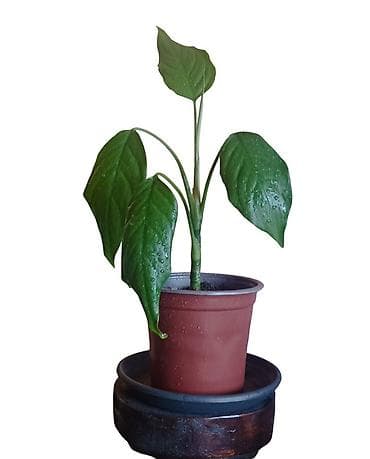 mimoza cvet: Aglaonema modestum u saksiji fi 13cm - Visina biljke približno 30 cm — 1