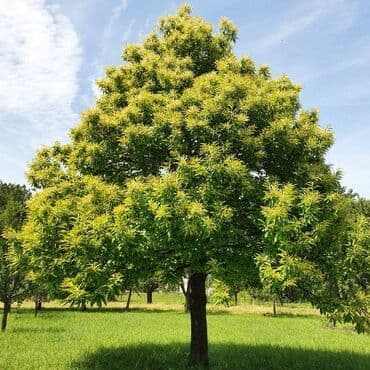 Sušilice: Sadnica pitomog kestena (Castanea sativa) – plodna sorta - Vrsta — 1