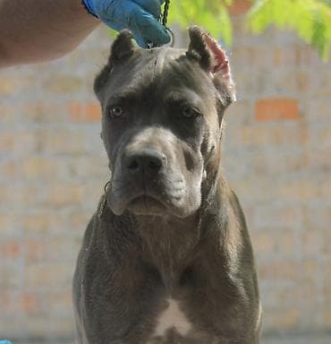 Dogs: Cane Corso štenci U ponudi veoma perspektivni štenci iz različitih — 10