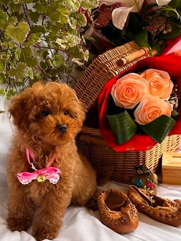 Pets & Animals: U ponudi prelepi štenci toy i patuljaste pudle,od negovanih i zdravih — 5