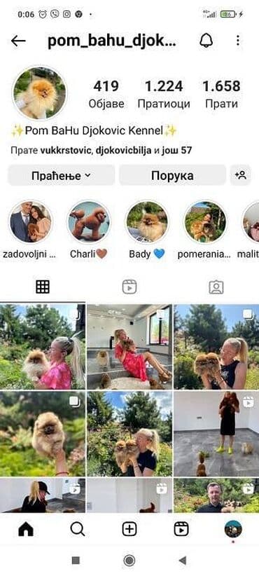 polovne kucice za pse: Maltipoo kucici savrsenog izgleda i genetike FCI 7493 posetite nase — 8