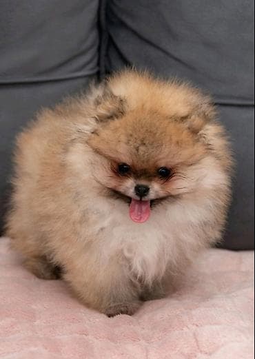 labrador stenci prodaja: U ponudi dva steneta Pomeranca starosti 2 meseca. Muzjak i zenka — 3