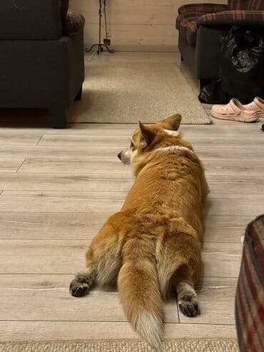 Psi: Dog — 1