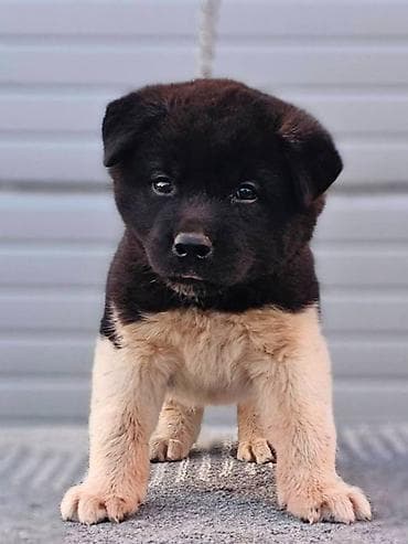 konji ulje na platnu: Američka Akita štenci Odgajivacnica TOP WINNER PUPPY sa ponosom — 3