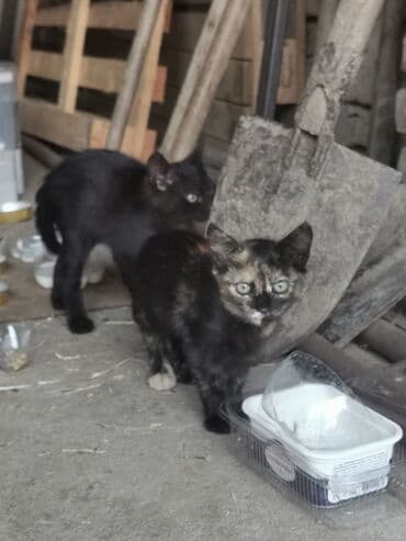 persijske macke prodaja: U dvorištu nam se pojavila mačka i donela 3 mačeta. Hranili smo ih — 3