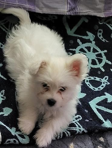 Dogs: Na prodaju musko stene maltezera,ostenjen 23.11.2025,bela svilenkasta — 2