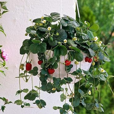 žabice za oplatu: - Sadnice stalnoradjajuce jagode - — 1