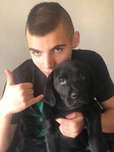 Životinje: Labrador štenci na prodaju u žutoj i crnoj boji, oba pola u ponudi — 1