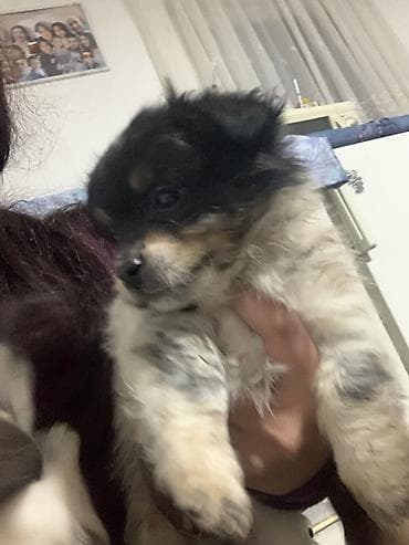 psi na poklon pancevo: Decak – mesanac majka dugodlaka civava otac Si-Cu malog rasta - — 4