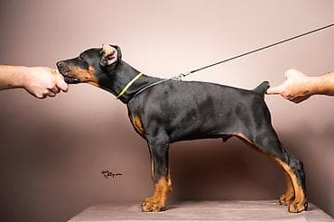 pas sa plavim ocima: NA PRODAJU STENAD DOBERMANA IZ ODGAJIVACNICE: HEAVENLY WARRIOR — 3