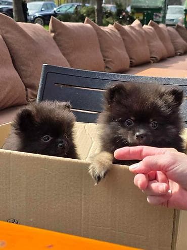 stafordi na poklon: Na prodaju preslatki pomeranci U naš dom su sasvim spontano stigle — 1