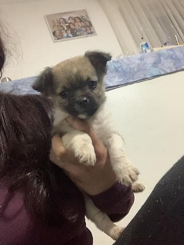 braon pudlica: Preslatki decak malog rasta - Starost: vrlo mlado štene - Veličina — 1