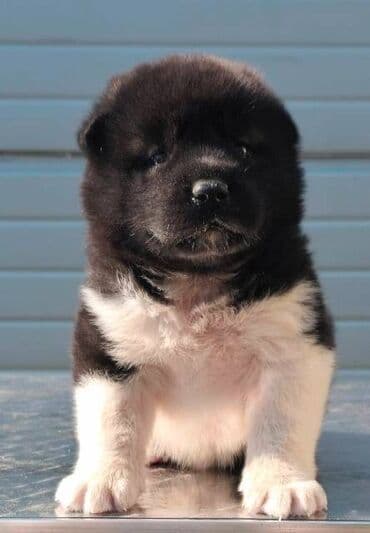 psi na poklon zrenjanin: Američka Akita, štenci Odgajivacnica TOP WINNER PUPPY sa ponosom — 10