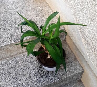 tepisi od memorijske pene: Malo drvo života Visina je od 45cm. Lično Bg ili slanje post — 4