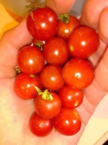 Sve za vikendicu i baštu: Seme paradajza! Crveni jabučar Žuti jabučar Narandžasti jabučar — 15