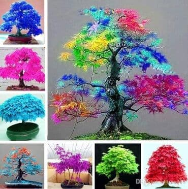mini motorne testere: Sakura Bonsai mini japanska trešnja seme
Cena: 650din/5 semenki — 10