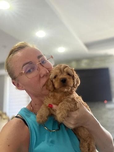 domace koke nosilje na prodaju: Registrovana odgajivačnica Pom Bahu Djokovic predstavlja prelepe — 7
