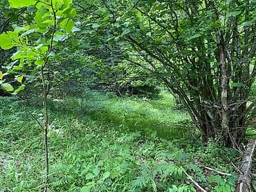 prodaja placeva bor: Na prodaju placevi različitih površina – 10a, 20a, 50a i 1ha.   — 8