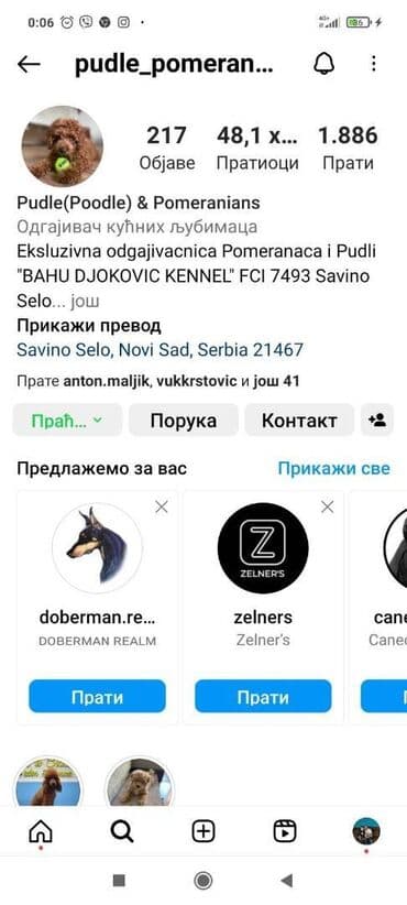 kupujem prodajem maltezere: Maltipoo vrhinske genetike u registrovanoj odgaivacnici Bahu Djokovic — 7