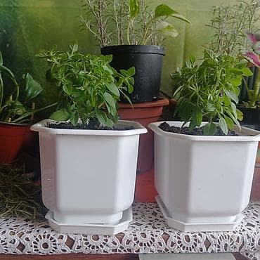 saksije forma ideale: Mini (sitnolisti) bosiljak u saksijama – mlade sadnice Za vašu — 2