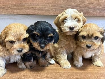 cau cau beli: Odgajivacnica Havanskih bisona Cuba Cotton Club predstavlja novo — 7