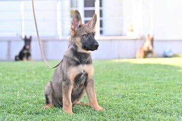 psi pomeranci na poklon: Nemački ovčar štenci U ponudi štenci radne linije nemačkih ovčara! Tri — 5