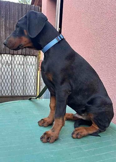 psi novi sad: Doberman muško štene, oštenjen 28.10.2025. Primio sve potrebne — 7