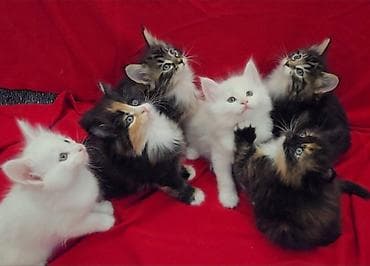 Psi: Norveški šumski mačići Međunarodno registrovana odgajivačnica — 1