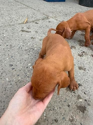 Prodajem stence madjarske vizle ostenjeni 1.07 2026. Roditelji radni na lalafo.rs Prodajem stence madjarske vizle ostenjeni 1.07 2026. Roditelji radni
