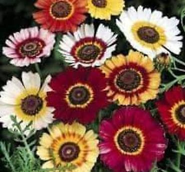 Ivančica ili Margareta Cena:550 din Pakovanje 2gr Višegodišnja biljka na lalafo.rs Ivančica ili Margareta Cena:550 din Pakovanje 2gr Višegodišnja biljka