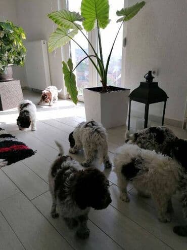 cockapoo psi: Lagoto Romanjolo štenci Dostupno novo leglo pasa rase LAGOTTO — 5