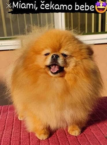 macke na poklon beograd: Najlepsi Pomeranci Boo samo u Pom_Hash_Starsu, bebe najkrace njuskice — 10