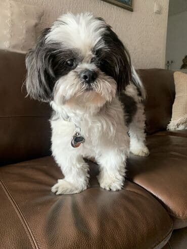 Ostale usluge: Profesionalna usluga šetanja pasa briga o macama i obilaska — 3