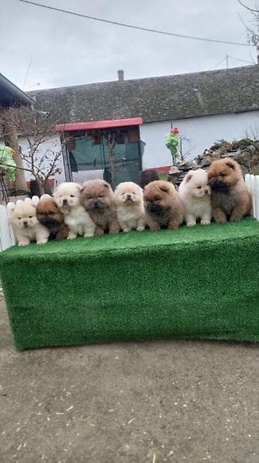 najjeftiniji psi: Chow chow-cau cau! stenad najlepsi poklon deci otac m- lav chsrb 3x — 1