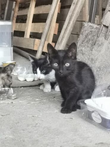 persijske macke prodaja: U dvorištu nam se pojavila mačka i donela 3 mačeta. Hranili smo ih — 4