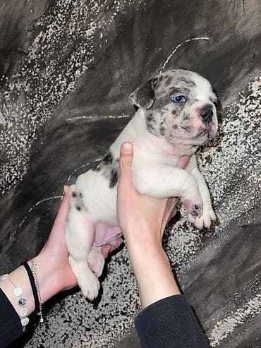 Francuski bulldog štene, jedinstven merle šare. Kompaktno, snažno