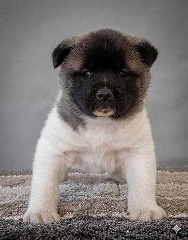 Oprema za kućne ljubimce: Američka Akita štenci Odgajivacnica TOP WINNER PUPPY sa ponosom — 6