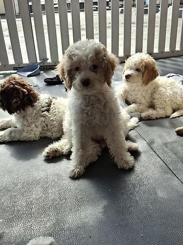 labrador psi: Rasni štenci – rase Lagotto Romagnolo (belo–braon) oznaka, mekanog — 5