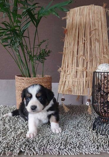 beli doberman cena: Border koli/collie štenci. Vakcinisani i očišćeni od parazita, 2 — 4