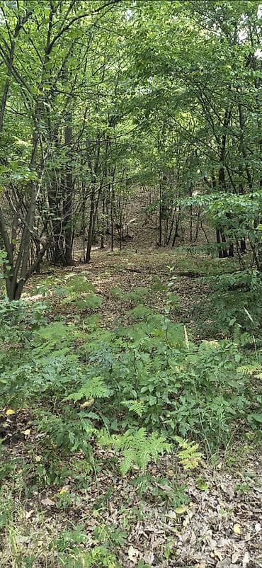 izdajem: Borsko jezero,12400m2 pored puta i vode,parcela 1842/2 sredisnji — 8