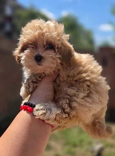 tata vidi prase: Maltipoo bebe Registrovana odgajivacnica Hopy queen pudle predstavlja — 1