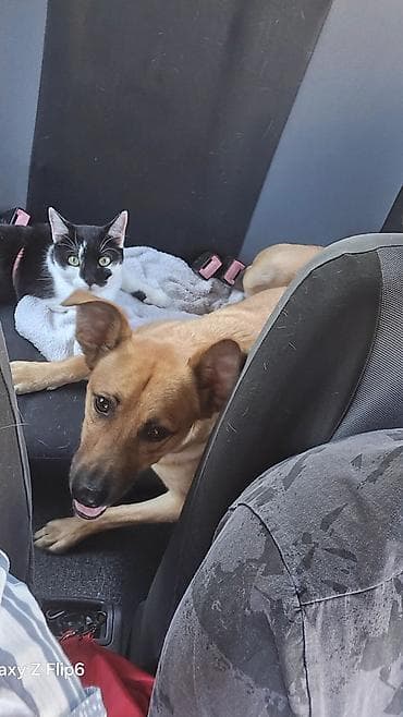 ptice na poklon: Pet shop “Maza & Nera” – sve za ljubimce na jednom mestu Pored — 2