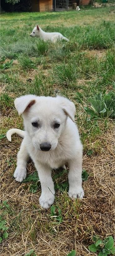 seat pets: Na prodaju prelepi čistokrvni štenci Belog švajcarskog ovčara stari — 6